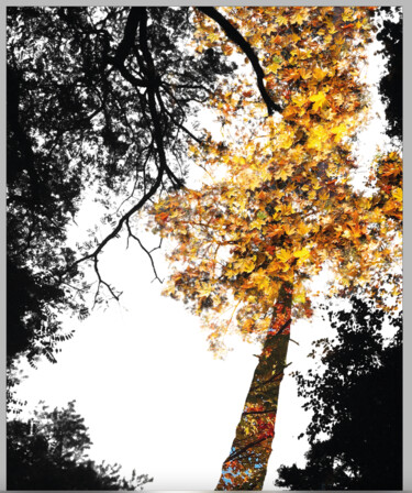 Digital Arts titled "Branch Out 1" by John Calder Gunn, Original Artwork, Digital Collage
