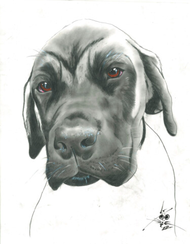 Desenho intitulada "Mastiff Pup" por John Creekmore, Obras de arte originais, Lápis