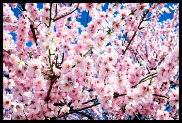 Photographie intitulée "Beau cerisier du Ja…" par J.Jokko, Œuvre d'art originale, Photographie manipulée