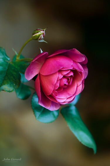 Photographie intitulée "Rose," par John Gerard, Œuvre d'art originale, Photographie numérique