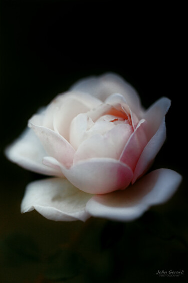 Photographie intitulée "Rose I" par John Gerard, Œuvre d'art originale, Photographie numérique