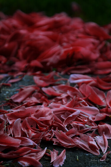 Fotografie mit dem Titel "vergängliche Blüten…" von John Gerard, Original-Kunstwerk, Digitale Fotografie