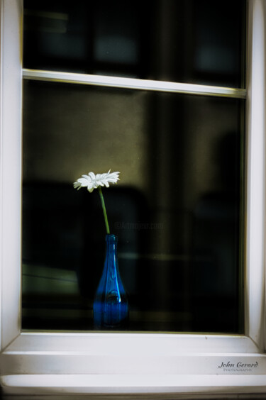 摄影 标题为“Blume am Fenster, F…” 由John Gerard, 原创艺术品, 数码摄影