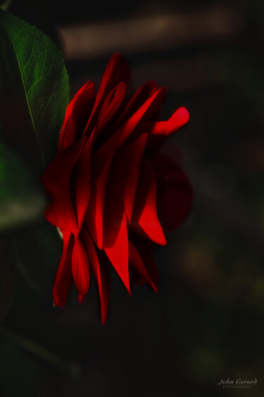 Fotografie mit dem Titel "the delicate red in…" von John Gerard, Original-Kunstwerk, Digitale Fotografie