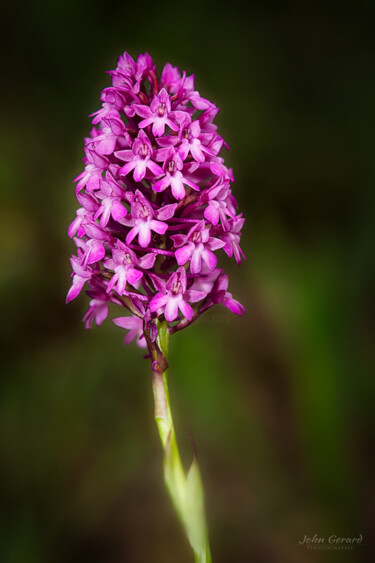 Photographie intitulée "wilde Orchidee" par John Gerard, Œuvre d'art originale, Photographie numérique