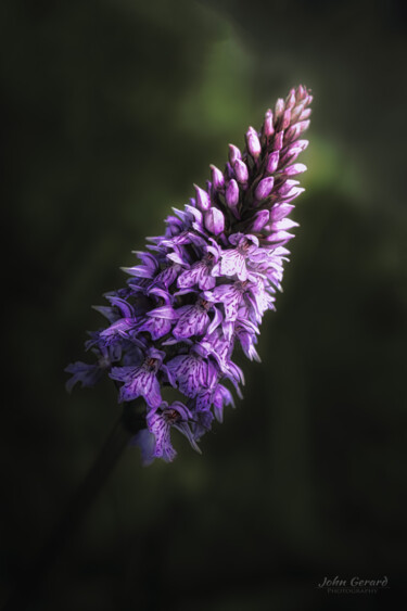 Photographie intitulée "Violetta" par John Gerard, Œuvre d'art originale, Photographie numérique