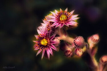 Fotografie mit dem Titel "Blossom family" von John Gerard, Original-Kunstwerk, Digitale Fotografie