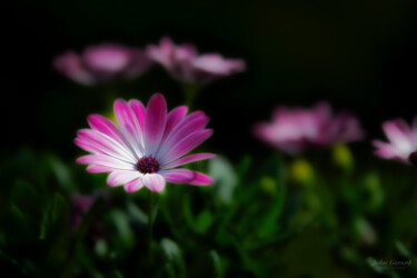 Photographie intitulée "Violet III" par John Gerard, Œuvre d'art originale, Photographie numérique