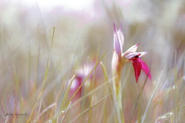 Fotografie mit dem Titel "Orchidee, Serapias…" von John Gerard, Original-Kunstwerk, Digitale Fotografie
