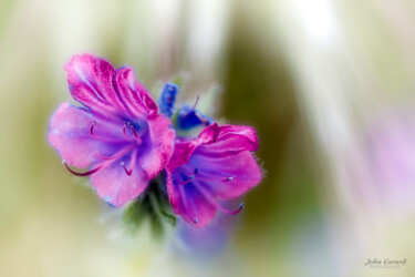 Photographie intitulée "Flowers creative" par John Gerard, Œuvre d'art originale, Photographie numérique