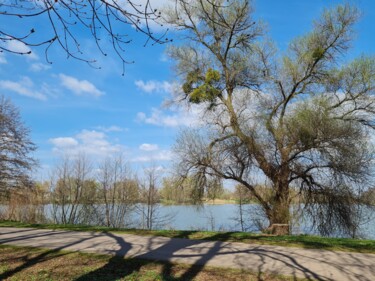 Fotografia intitolato "Arbres au bord d'un…" da John Mailly, Opera d'arte originale, Fotografia digitale