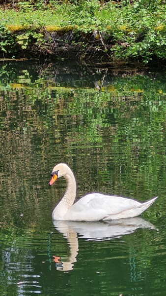Photography titled "Le cygne" by John Mailly, Original Artwork, Non Manipulated Photography