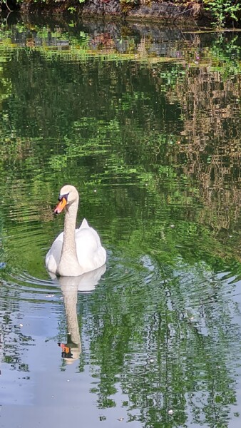 Photography titled "Le cygne fier de lui" by John Mailly, Original Artwork, Non Manipulated Photography