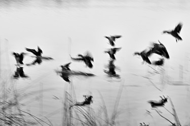 Fotografia zatytułowany „Incoming ducks 01” autorstwa John Furnes, Oryginalna praca, Fotografia cyfrowa