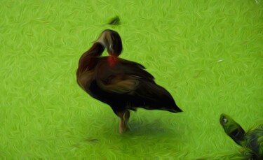 Digitale Kunst mit dem Titel "Duck & Turtle" von Jokannan, Original-Kunstwerk, Digitale Malerei