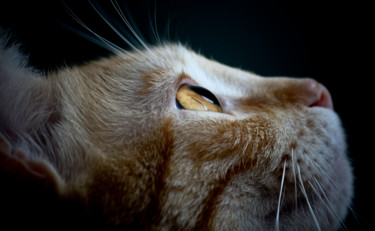 Photography titled "Detail of a cat's e…" by Javier Oliver, Original Artwork