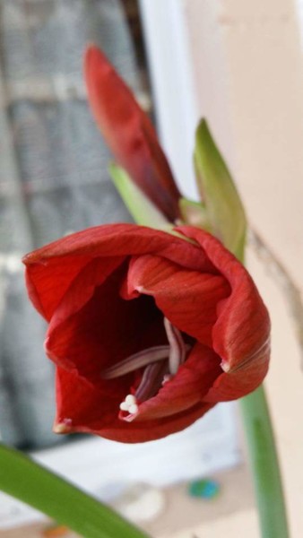 Photographie intitulée "La fleur rouge" par Jomara Hamzo, Œuvre d'art originale, Photographie numérique