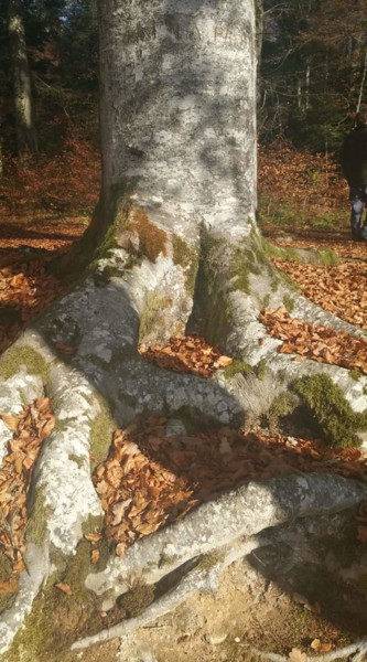 Photographie intitulée "Racines & Lumière" par Jomara Hamzo, Œuvre d'art originale, Photographie numérique