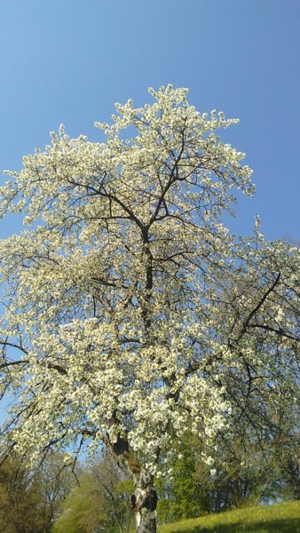 Φωτογραφία με τίτλο "Arbre en fleurs" από Jomara Hamzo, Αυθεντικά έργα τέχνης, Ψηφιακή φωτογραφία