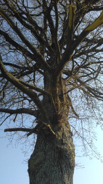 Photographie intitulée "Arbre en racines" par Jomara Hamzo, Œuvre d'art originale, Photographie numérique