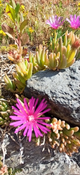 Photographie intitulée "Cactus" par Jomara Hamzo, Œuvre d'art originale, Photographie numérique