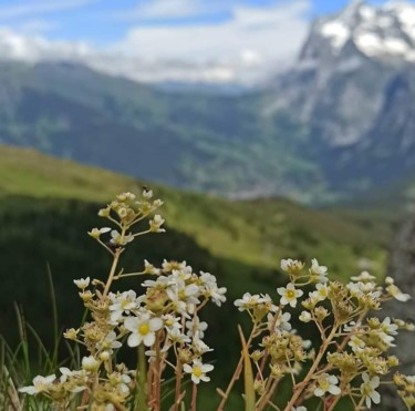 Photographie intitulée "Fleurs de la Montag…" par Jomara Hamzo, Œuvre d'art originale, Photographie numérique