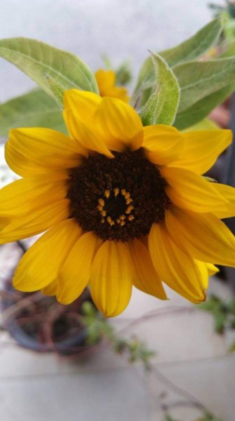 Photographie intitulée "Tournesol dessiné" par Jomara Hamzo, Œuvre d'art originale, Photographie numérique