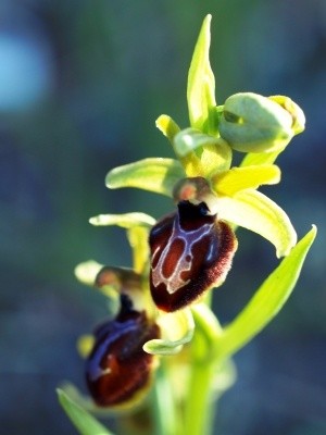 Photographie intitulée "Ophrys 1" par Jonathan Danikowski, Œuvre d'art originale