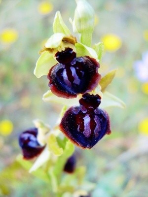 Photography titled "Ophrys 2" by Jonathan Danikowski, Original Artwork