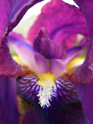 Photography titled "Iris" by Jonathan Danikowski, Original Artwork
