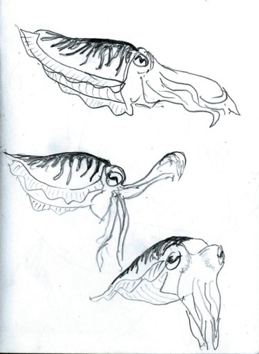 Painting titled "cuttlefish.jpg" by Jon Phillipson Brown, Original Artwork