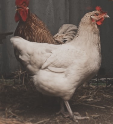 Fotografia intitulada "chicken, hen" por Jora Poshytilo, Obras de arte originais, Fotografia digital