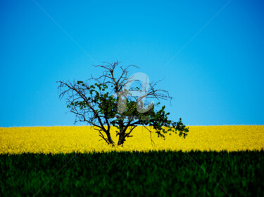 Fotografie mit dem Titel "THE OLD TREE" von Jorg Becker, Original-Kunstwerk, Nicht bearbeitete Fotografie