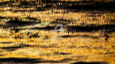 Photography titled "MOUETTES ART" by Jorg Becker, Original Artwork, Non Manipulated Photography