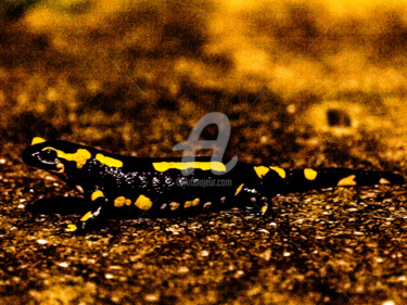 Photography titled "SALAMANDER 2" by Jorg Becker, Original Artwork