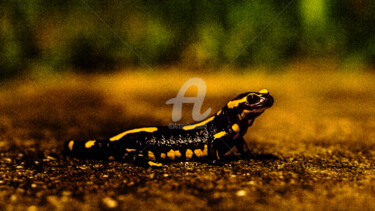 Photography titled "SALAMANDER 1" by Jorg Becker, Original Artwork