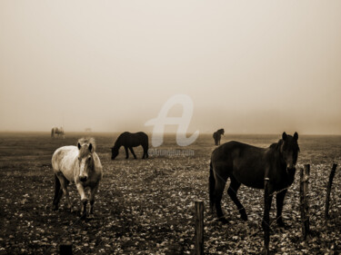 Photographie intitulée "IM NEBEL" par Jorg Becker, Œuvre d'art originale