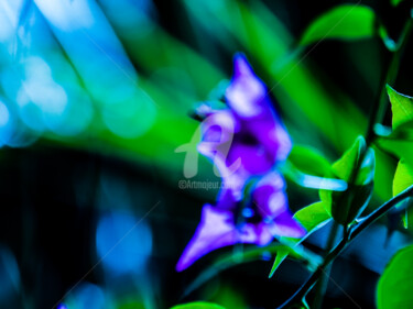 NATURE ART 08 Photography titled "NATURE ART 08" by Jorg Becker, Original Art,