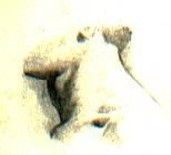 Dessin intitulée "Study of the neck" par George Anthony Penon Cassallo, Œuvre d'art originale