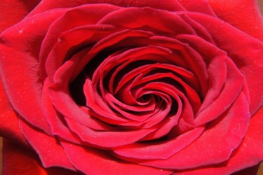 Fotografía titulada "Red Rose by Jorge G…" por Jorge Gallardo, Obra de arte original