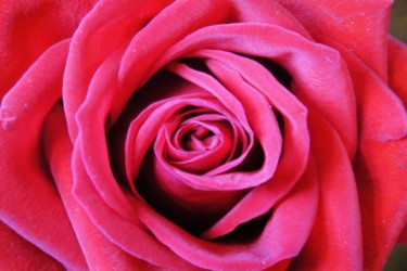 Photography titled "Red Rose 2 photogra…" by Jorge Gallardo, Original Artwork