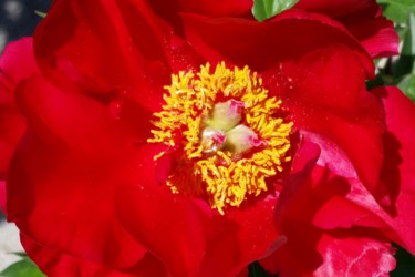 "Red flower photo by…" başlıklı Fotoğraf Jorge Gallardo tarafından, Orijinal sanat