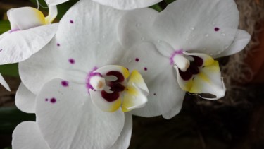 Fotografie getiteld "orchid photograph b…" door Jorge Gallardo, Origineel Kunstwerk