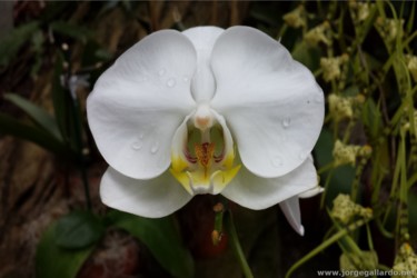 Fotografie getiteld "Orchid photograph b…" door Jorge Gallardo, Origineel Kunstwerk