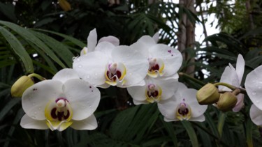 Fotografia intitolato "white orchids photo…" da Jorge Gallardo, Opera d'arte originale