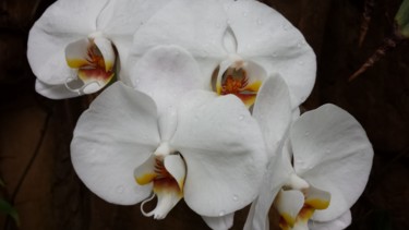 Fotografia intitolato "white orchids is a…" da Jorge Gallardo, Opera d'arte originale