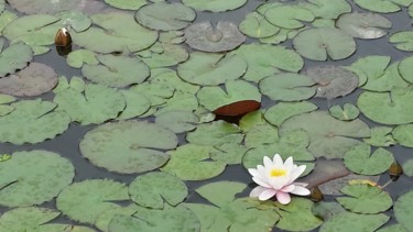 Photography titled "Water Lily photo by…" by Jorge Gallardo, Original Artwork