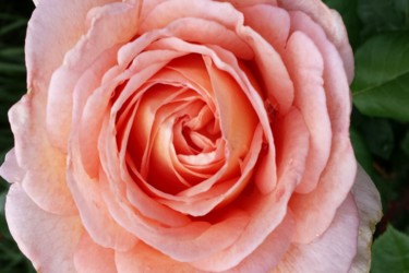 Fotografía titulada "pink rose by jorge…" por Jorge Gallardo, Obra de arte original