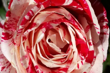 Fotografie getiteld "Red and white rose…" door Jorge Gallardo, Origineel Kunstwerk