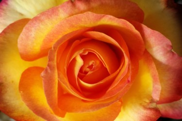 Photography titled "Rose by Jorge Galla…" by Jorge Gallardo, Original Artwork